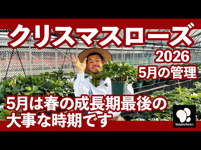Christmas Rose Care in May ◇Yokoyama Horticulture Official