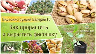 Как прорастить и вырастить фисташку?!