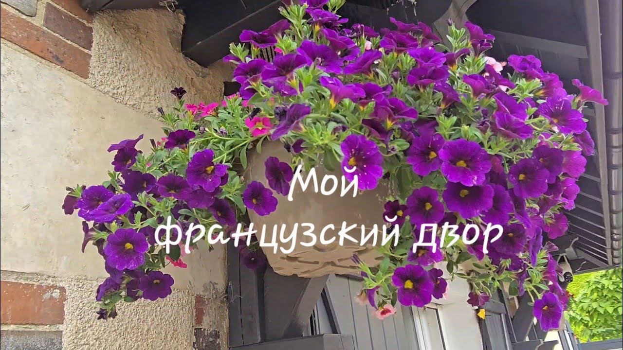 Как я преображаю мой французский двор. Герань,  бегония, сурфиния