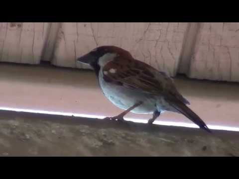 nature kpop North American Wildlife --- House Sparrow singing & foraging