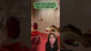 This Fish Suddenly Turned Violent… And Nobody Knows Why 😨 #story #reddit #storytime