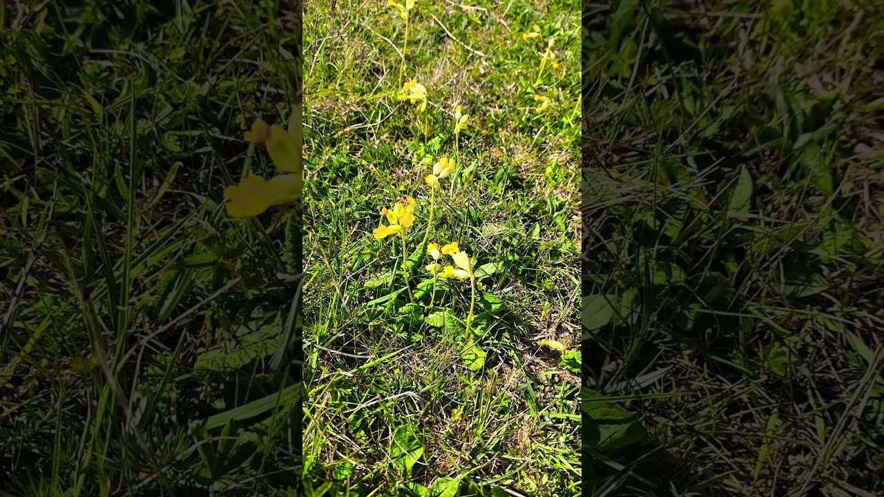Cowslip Recovery Across The UK