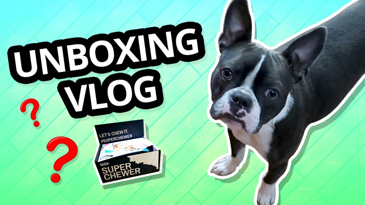 Boston Terrier First Bark Box! - YouTube