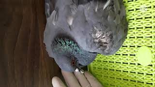 Unlucky Pigeon Was Tangled In Kite String-Was Unable To Release Itself