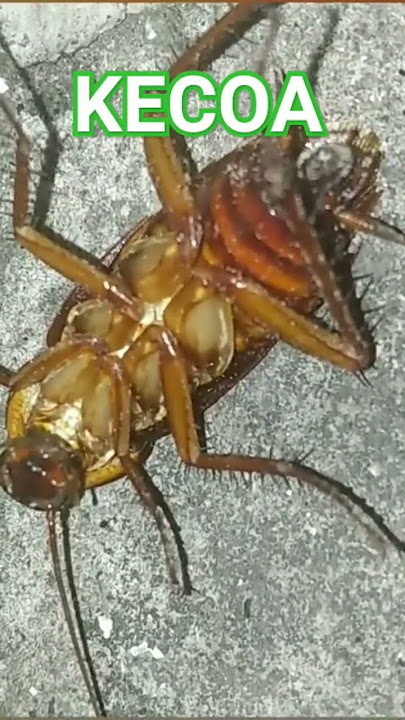 KECOAK #kecoa #kecoak #cockroach #shorts #short