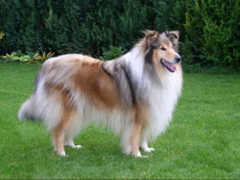 კოლი ლესი მამალი