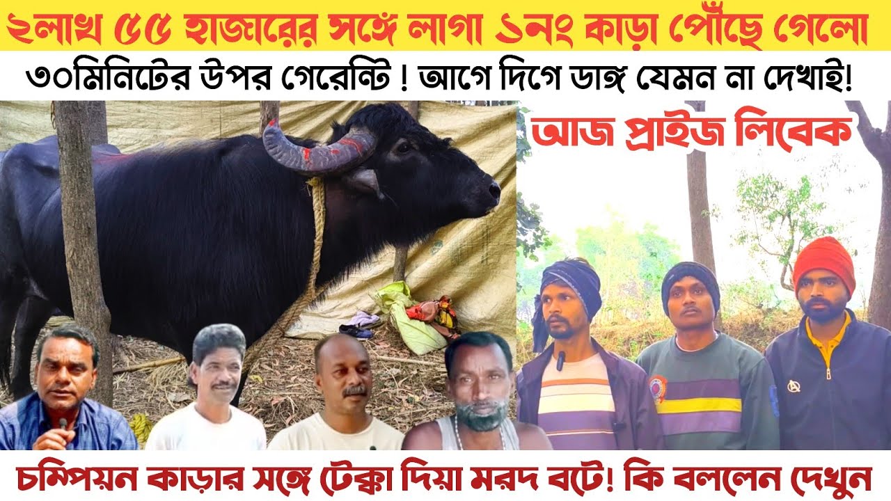 ধবনী আসর কাঁপতে পৌঁছে গেলো ১নং ভগতু মাহাতোর কাড়া! আজ খতরনাগ মৌসুমে আছে প্রাইজ লিবেক 