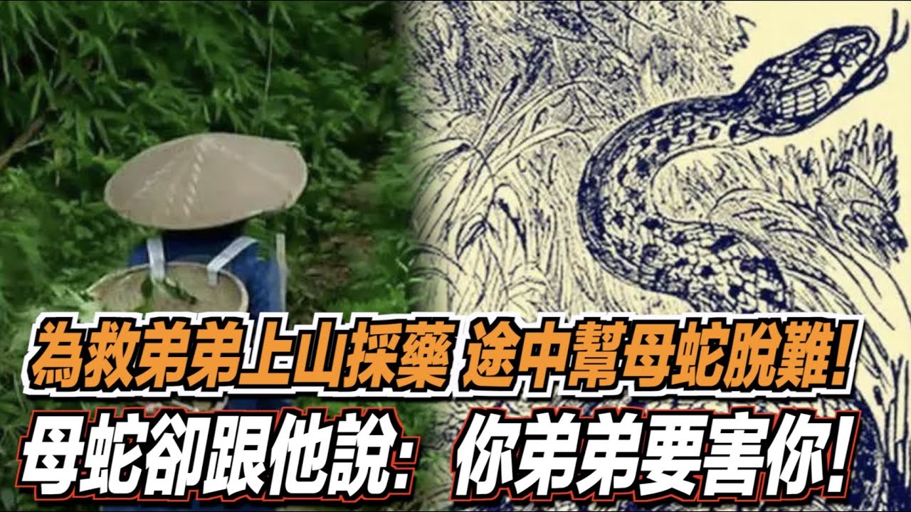 男子因要救弟弟所以上山採藥，途中幫了一條母蛇脫難！母蛇卻跟他說：你弟弟要害你！真相到底是怎樣？ ｜道聽途說