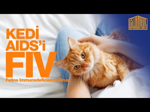 Video: Kedilerde AIDS Ve Diğer Bulaşıcı Hastalıklar Yükselişte