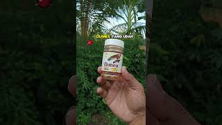 Olimex minyak ikan gabus #olimex #olimexminyakikangabus #minyakikangabusolimex