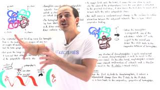 T-State and R-State of Hemoglobin