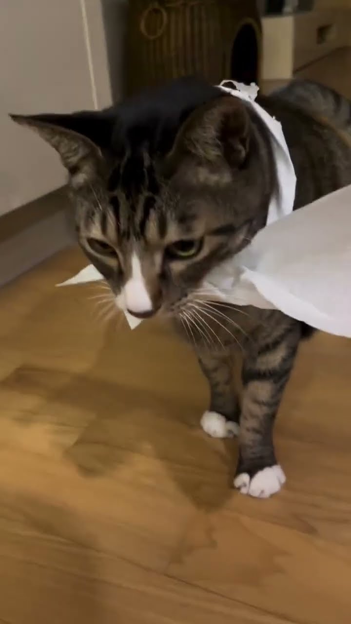 C magnifique vidéo chat top #cat #chatonmignon #cute