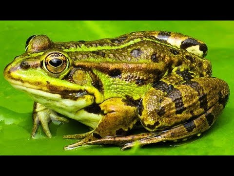 Metamorfosis Hewan  Katak  YouTube