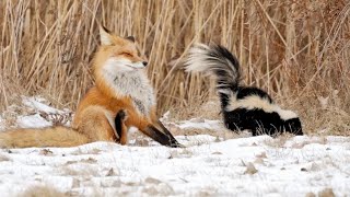 Химические Войска В Деле! Маленький, Но Злобный И Очень Вонючий Боец - Скунс!