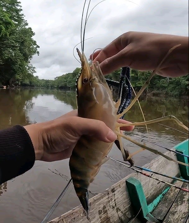 monster udang galah kalimantan