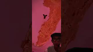 Lebah Masuk Kedalam Arben