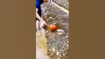 The process of watering growing vegetables = good tools can increase efficiency