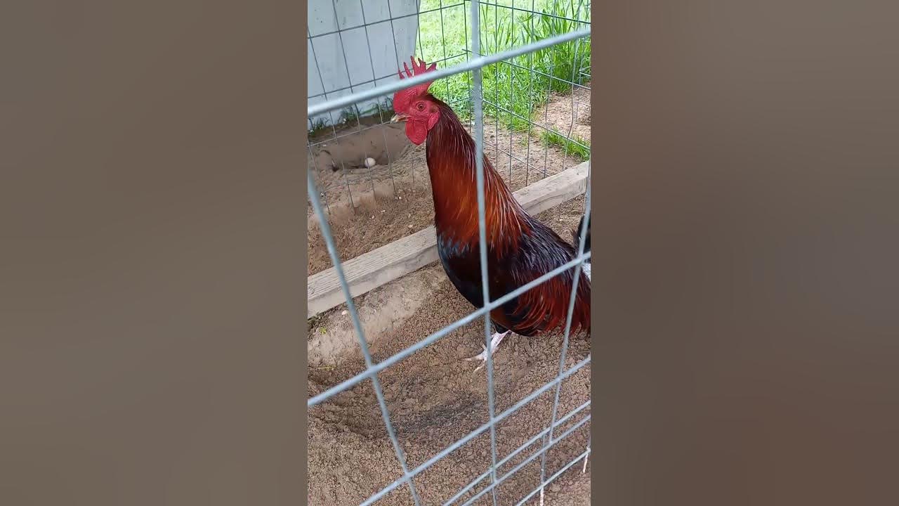 Oakridge Game Farm YouTube