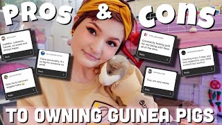 The PROS & CONS of OWNING GUINEA PIGS