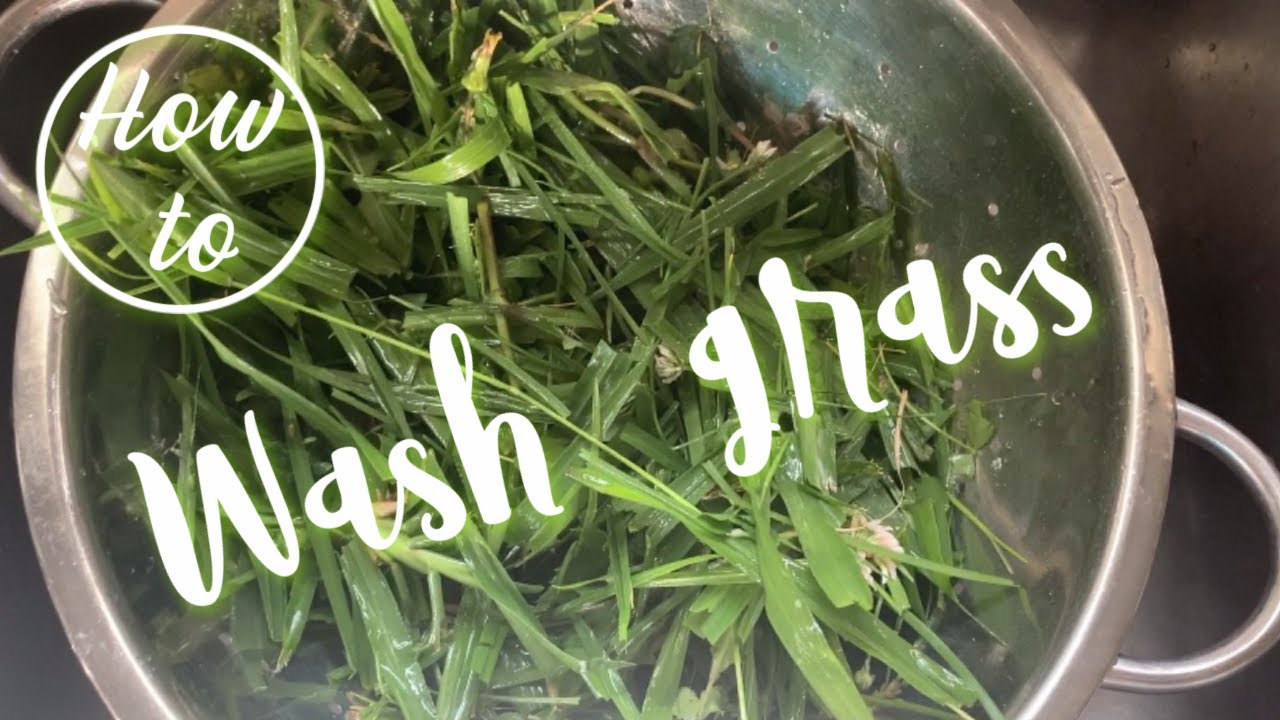 HOW TO WASH GRASS FOR YOUR RABBITS The Rabbit Sanctuary YouTube