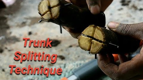 Trunk Splitting Technique | how to Create Thicker Trunk to Bonsai Tree