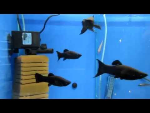 Уход за моллинезиями в аквариуме в домашних условиях