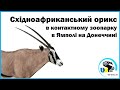 Східноафриканський орикс в контактному зоопарку в Ямполі на Донеччині | Oryx beisa