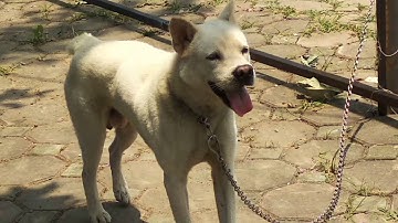 Chó hmong cộc đực  trắng ,cộc thỏ ,mũi hồng .( Ngày 17/ 05/2019) IAN PET - LẠI ĐỊNH PHƯƠNG