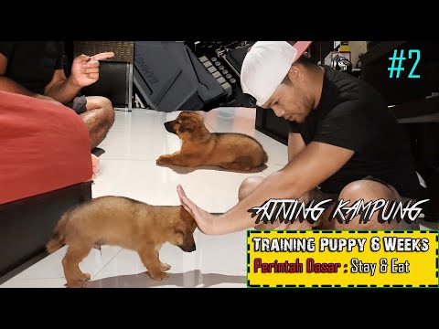 Video: Latihan Perilaku: Cara Memelihara Anjing Dari Menjadi Lebih Memiliki Tulang