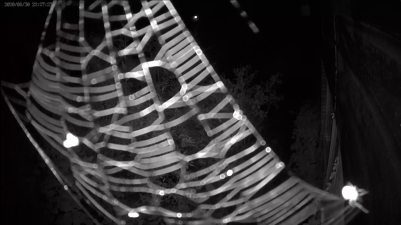 kruisspin breekt web af 31 8 20 1