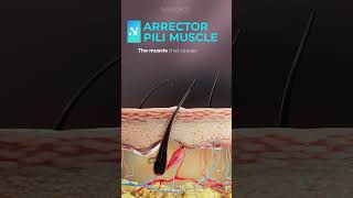 Arrector Pili Muscle