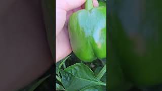 Harvesting Fresh Bell Pepper ? My Little Farm farming shorts nature bellpepper