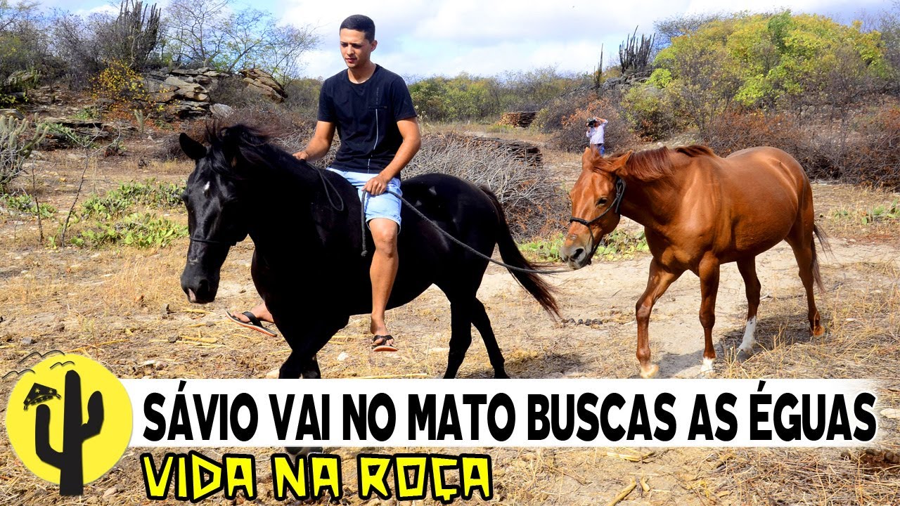 [VIDA NA ROÇA] Sávio vai buscar suas ÉGUAS no Mato e nos fala sobre os ...