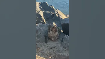 That Squirrel Is Security Heavy 