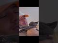 ستوري الشامي مع قطة الجديده 