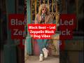 Black Beat Led Zeppelin Black Dog Vibes