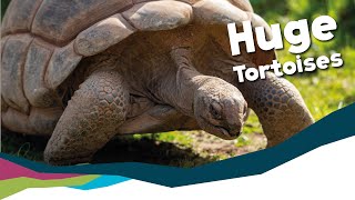 Surviving against the Odds: The Giant Tortoises of Aldabra Atoll