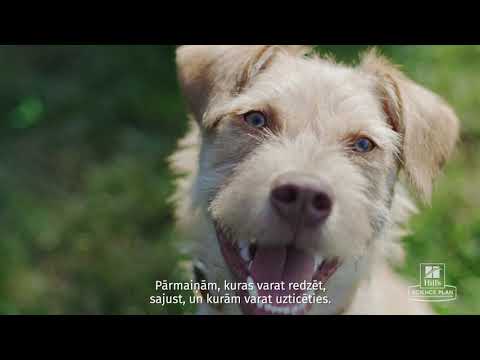 Video: Mājdzīvnieku Barības Sagāde