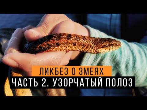 Узорчатый полоз - Ликбез о змеях #2 / Гремучая змея России /  Dione Ratsnake / Elaphe Dione