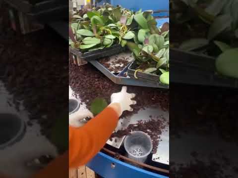 Video: Gul phalaenopsis orkidé. Gul orkidé: betydelse