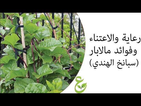 مالابار المتسلقة الهندي سبانخ الهندي Malabar Spinach Youtube