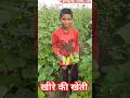 खरे की हार्वेस्टिंग।। खीरे की खेती।। बरसाती खीरे की खेती// cucumber farming #farming #trending