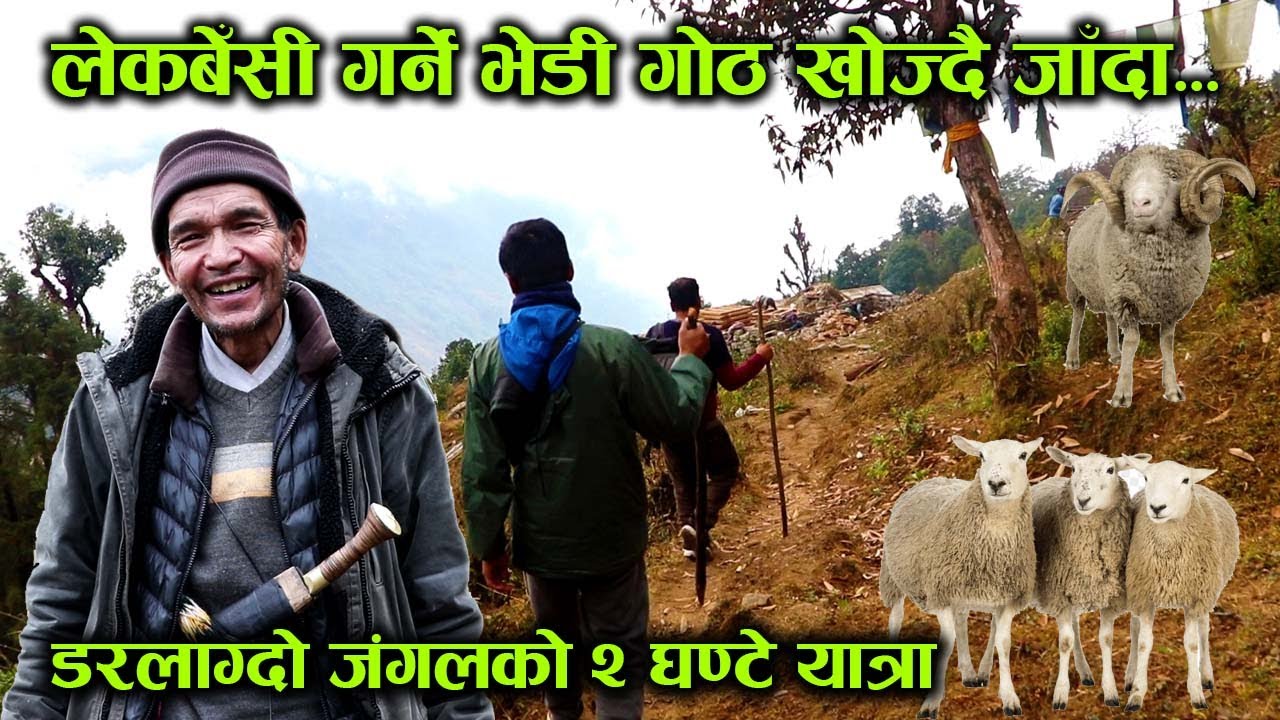 लेकबेँसी गर्ने भेडी गोठ खोज्दै जाँदा, डरलाग्दो लेकाली जंगलको २ घण्टे यात्रा... │Nepal Chitra