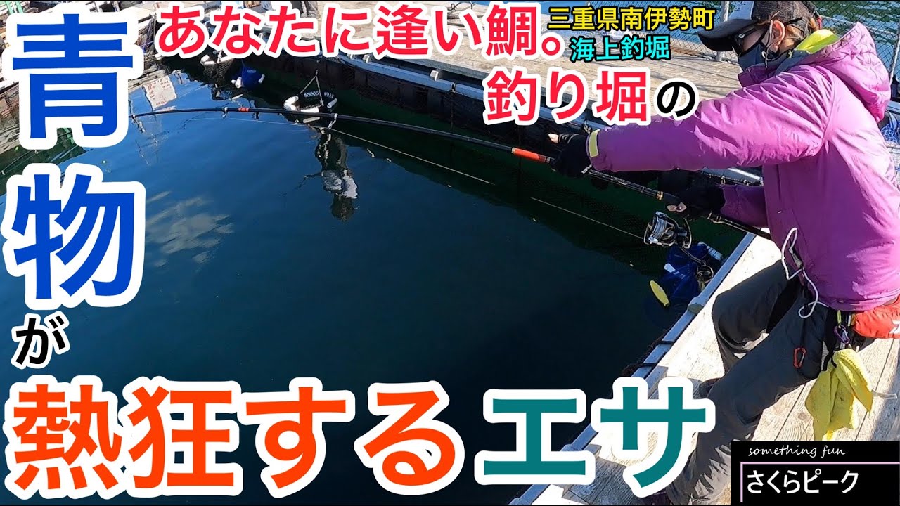 【釣り】青物を覚醒させて狂わせる餌はコレ！一瞬でトップギア！あなたに逢い鯛。釣り堀(三重県南伊勢町)海上釣堀