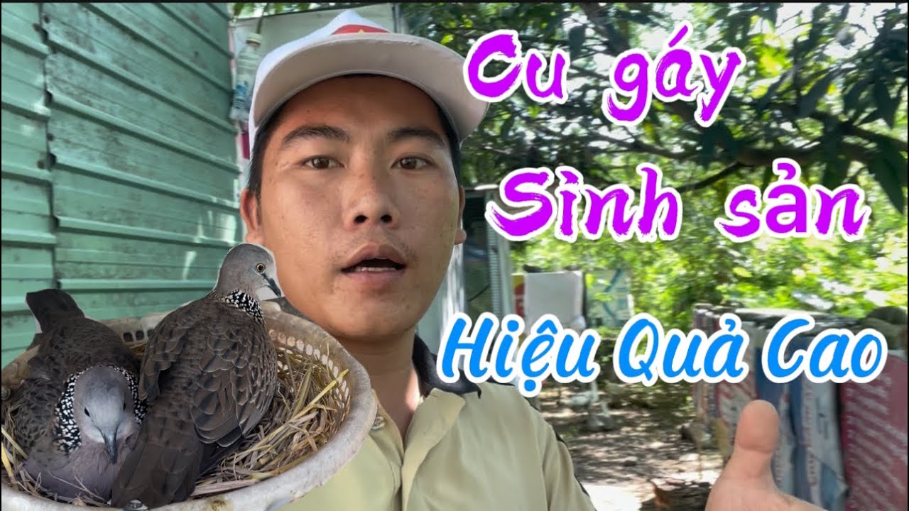 Kích Thước Lồng Nuôi Cu Gáy Sinh Sản Đạt Hiệu Quả Cao, Đẻ Tốt - Chọn Cu Gáy Làm Giống 