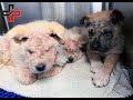 SCARED AND UNABLE TO SEE, THESE PUPPIES GET THE ULTIMATE MAKEOVER BY VET RANCH!