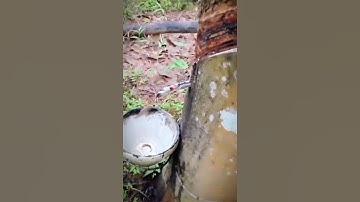 cool way to make tapping lines in rubber tree trunks #shorts