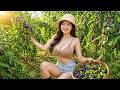 REWIND TIMELAPSE – Harvesting Tons Of Trâm Vối Fruits From The Farm 🍇🌿