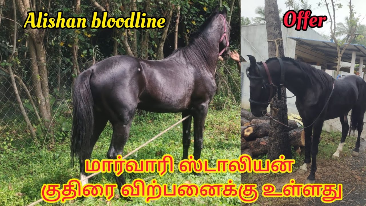 Marwari bloodline horse fr sale கேரளாவின் பாலக்காடு பகுதியில் மார்வாரி