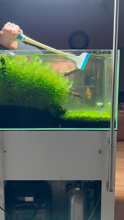 Let’s clean this algae off the glass #youtubeshorts #aquascape #aquarium #fyp